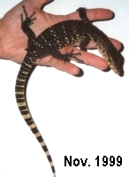 asian water monitor hatchling