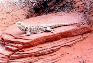 bearded dragon