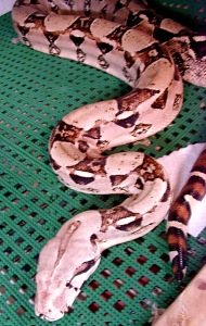 boa constrictor