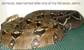 boa constrictor