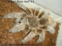 chilean rose hair tarantula