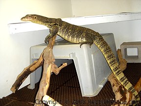 asian water monitor in cage