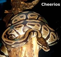 african royal python