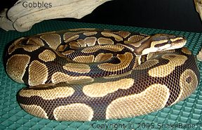 african royal python
