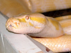 Chablis, a rescued burmese python