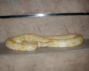 burmese python that was recused with pseudomonis