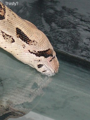 boa constrictor drinking water