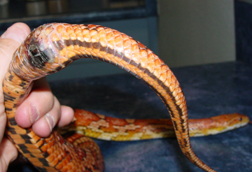 corn snake