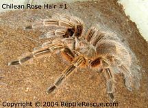 chilean rose hair tarantula